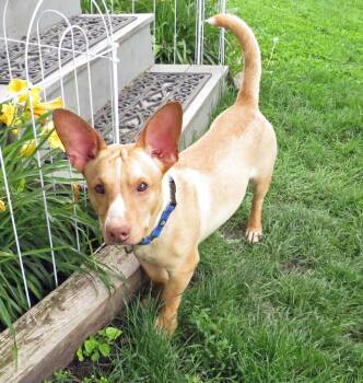 Cody -  Jack Russell Terrier and Dachshund Dog for Adoption in Crown Point, Indiana - Cody | PetCurious