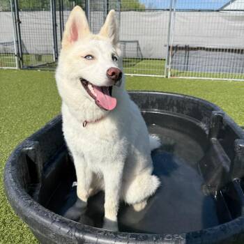 Yuki(Compass) -  Siberian Husky Dog for Adoption in Ottawa, Kansas - Yuki(Compass) | PetCurious