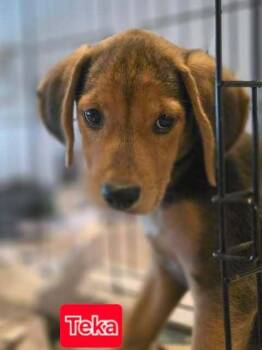 Teka -  Labrador Retriever and Hound Dog for Adoption in Brewster, New York - Teka | PetCurious