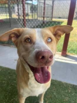 Holly -  Husky and Labrador Retriever Dog for Adoption in Fayetteville, Arkansas - Holly | PetCurious