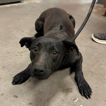 Mixed Breed Dogs Available for Adoption in Yuma, Arizona - Brooke | PetCurious