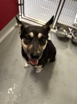 A254721 -  German Shepherd Dog and Mixed Breed Dog for Adoption in Visalia, California - A254721 | PetCurious