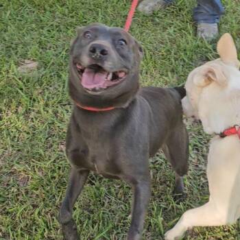 Kenzi -  Mixed Breed Dog for Adoption in Allentown, Pennsylvania - Kenzi | PetCurious