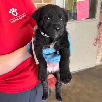 Shepherd Dogs Available for Adoption in Birmingham, Alabama - Joy | PetCurious