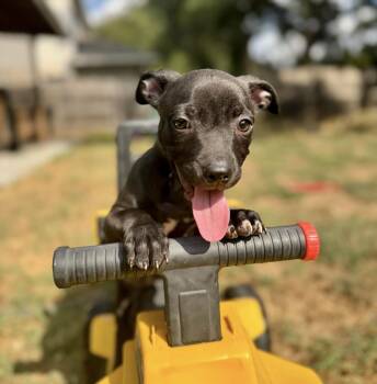 Munchkin -  Pit Bull Terrier and French Bulldog Dog for Adoption in Pflugerville, Texas - Munchkin | PetCurious