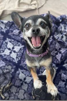 Rescue Mixed Breed Dogs for Adoption in Huntington Beach, California - Hunter | PetCurious