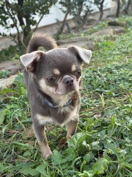 Rescue Chihuahua Dogs for Adoption in Richmond, Texas - Murphy | PetCurious