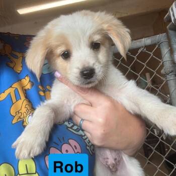 Rob -  Australian Shepherd and Mixed Breed Dog Available for Adoption in Hondo, Texas - Rob | PetCurious