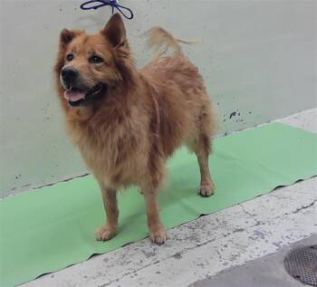 KATIA -  Chow Chow and Golden Retriever Dog for Adoption in Houston, Texas - KATIA | PetCurious