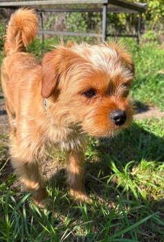 Dusty -  Yorkshire Terrier and Shih Tzu Dog for Adoption in Decorah, Iowa - Dusty | PetCurious