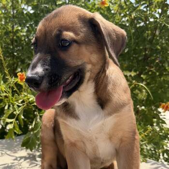 Aussie -  Shepherd and Collie Dog for Adoption in Chatham, New Jersey - Aussie | PetCurious