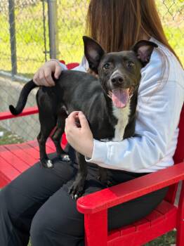 Chihuahua Dogs Available for Adoption in Portland, Maine - Dutchess | PetCurious