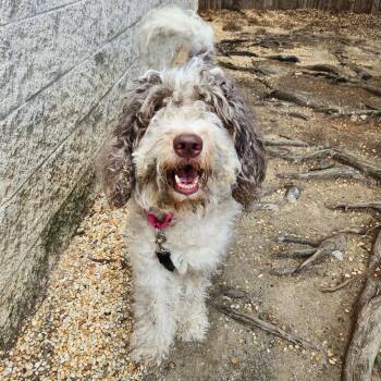 Cowbird -  Mixed Breed Dog for Adoption in Philadelphia, Pennsylvania - Cowbird | PetCurious