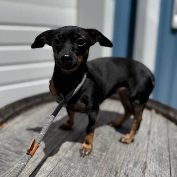 Olive -  Chihuahua and Mixed Breed Dog for Adoption in Newberg, Oregon - Olive | PetCurious