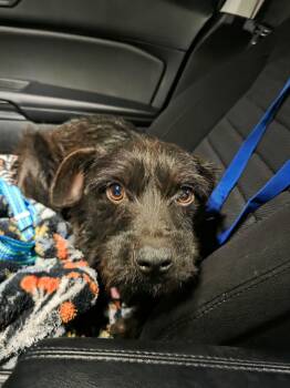Terrier Dogs Available for Adoption - Squid  | PetCurious