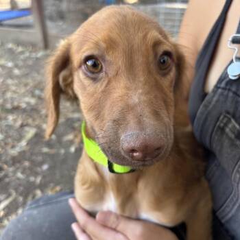 Finn -  Xoloitzcuintli Mexican Hairless Dog for Adoption in Sonoma, California - Finn | PetCurious