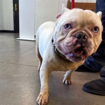 YORK-Stray-16545 -  French Bulldog Dog for Adoption in York, Pennsylvania - YORK-Stray-16545 | PetCurious
