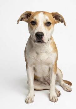 Mixed Breed Dogs Available for Adoption in Ossining, New York - Stormy | PetCurious