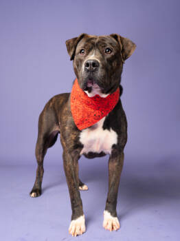 Rescue Mixed Breed Dogs for Adoption in Atlanta, Georgia - Arthur | PetCurious