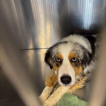 Australian Shepherd and Mixed Breed Dogs Available for Adoption - FOSTER OR FOSTER-TO-ADOPT NEEDED Avis | PetCurious