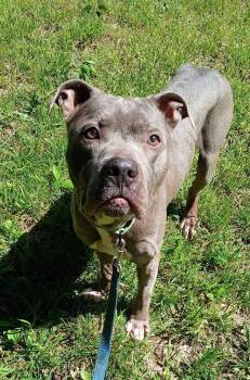 Terrier Dogs Available for Adoption in Pegram, Tennessee - MASHED | PetCurious