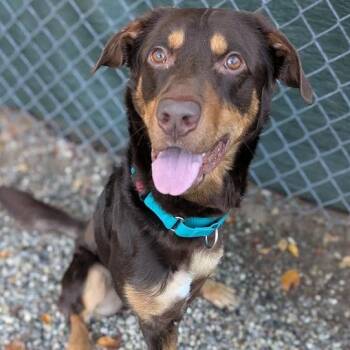 Pine -  Mixed Breed Dog for Adoption in West Olive, Michigan - Pine | PetCurious