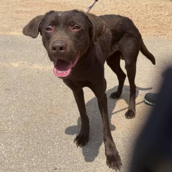 Tartar Sauce -  Labrador Retriever Dog for Adoption in Columbia, South Carolina - Tartar Sauce | PetCurious