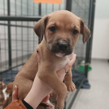 Ken -  Terrier and Mixed Breed Dog for Adoption in Mooresville, North Carolina - Ken | PetCurious