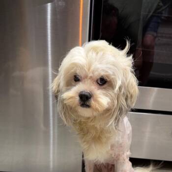 Patches -  Maltese Dog for Adoption in Montgomery, Texas - Patches | PetCurious
