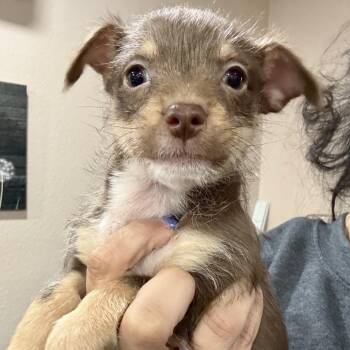 Chihuahua Dogs Available for Adoption - Queen Of Hearts | PetCurious
