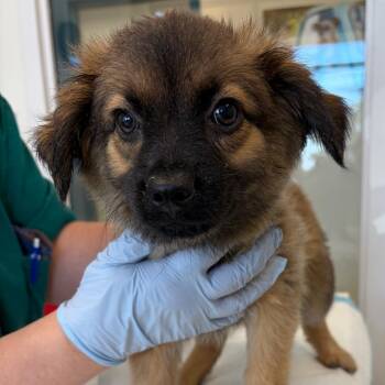 Shinola -  Border Collie and Pug Dog for Adoption in Nashville, Tennessee - Shinola | PetCurious