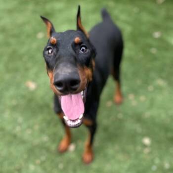 Cindy -  Doberman Pinscher Dog for Adoption in Red Bluff, California - Cindy | PetCurious