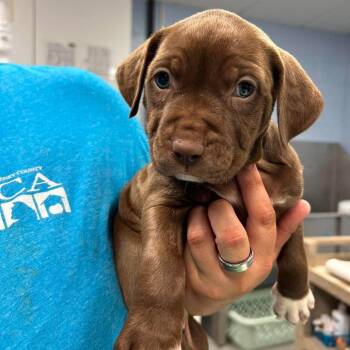 Warm Vanilla Sugar -  Pit Bull Terrier and Mixed Breed Dog for Adoption in Martinsville, Virginia - Warm Vanilla Sugar | PetCurious