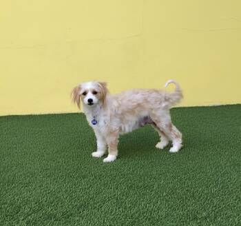 Maltese and Yorkshire Terrier Dogs Available for Adoption in Plantation, Florida - Azmira | PetCurious