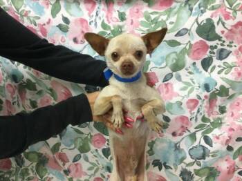 Chihuahua and Mixed Breed Dogs Available for Adoption in Riverside, California - ROTINI | PetCurious