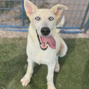 Ghost -  Husky Dog for Adoption in Williston, Vermont - Ghost | PetCurious