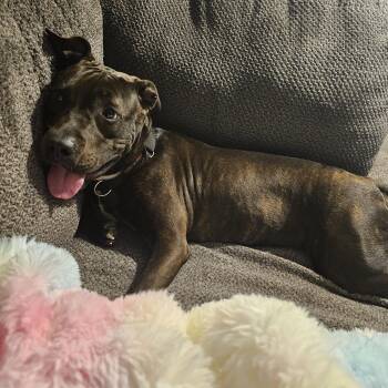 Rescue Pit Bull Terrier Dogs for Adoption in Philadelphia, Pennsylvania - Shakira | PetCurious