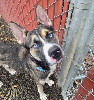 Rescue Siberian Husky and Shepherd Dogs for Adoption in Troutdale, Oregon - Taz (mcas) | PetCurious