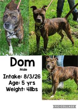 Dom -  Terrier Dog for Adoption in Staffordsville, Kentucky - Dom | PetCurious