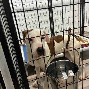 Cup -  Terrier Dog for Adoption in St. Louis, Missouri - Cup | PetCurious