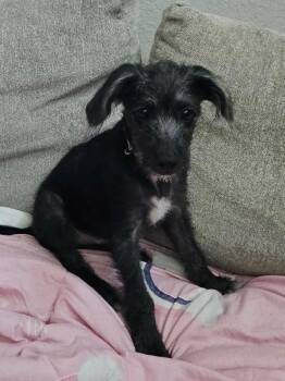 Rescue Jack Russell Terrier Dogs for Adoption in San Antonio, Texas - Ozzy | PetCurious