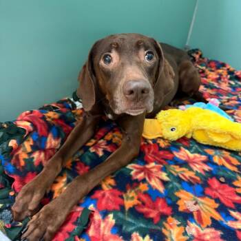 Felicity -  Mixed Breed Dog for Adoption in Titusville, Florida - Felicity | PetCurious