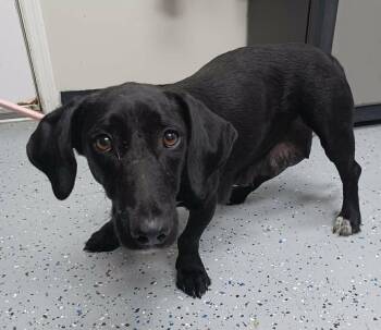 Dachshund and Basset Hound Dogs Available for Adoption in New York, New York - Make Believe *foster Needed* | PetCurious