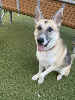 Bea -  German Shepherd Dog and Siberian Husky Dog for Adoption in Austin, Texas - Bea | PetCurious