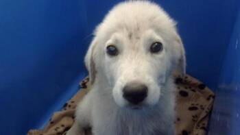 Rescue Mixed Breed Dogs for Adoption in Dallas, Texas - MIKEY | PetCurious