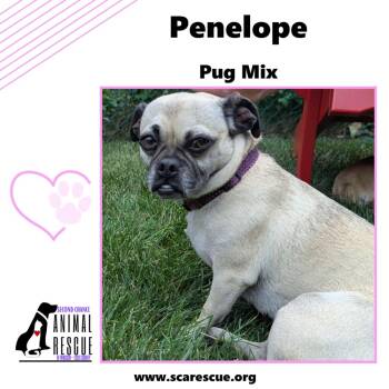 Pug Dogs Available for Adoption - Penelope | PetCurious