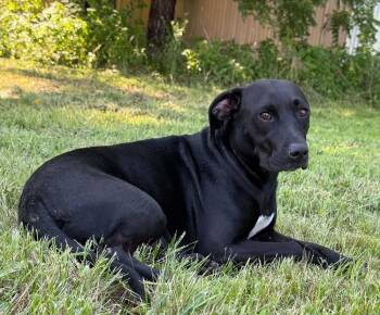 Bessie -  Labrador Retriever Dog for Adoption in Bolivar, Missouri - Bessie | PetCurious
