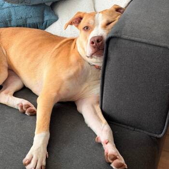 Pit Bull Terrier Dogs Available for Adoption in Baltimore, Maryland - Princess Peach | PetCurious