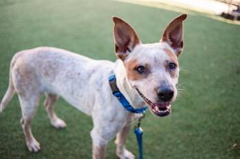 Mixed Breed Dogs Available for Adoption in Dallas, Texas - MIRAI | PetCurious