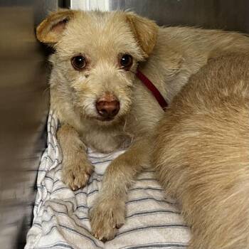 Terrier Dogs Available for Adoption in Palm Springs, California - Serenity | PetCurious